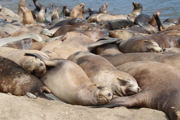 colony