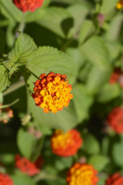 lantana