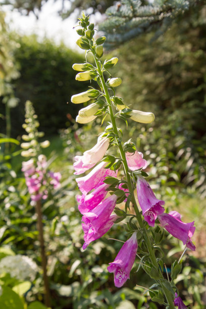 digitalis