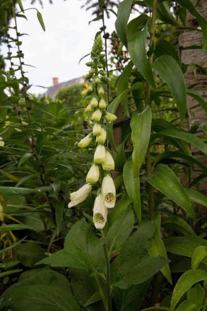 digitalis