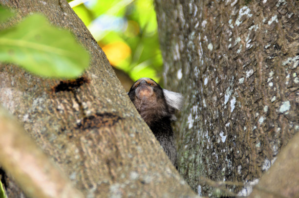 marmoset