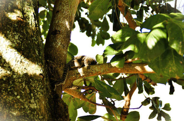 marmoset