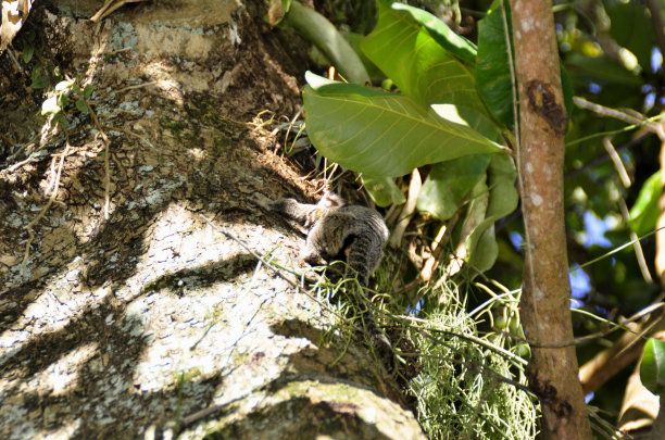 marmoset