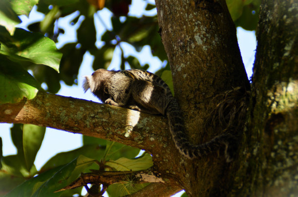 marmoset