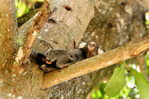 marmoset