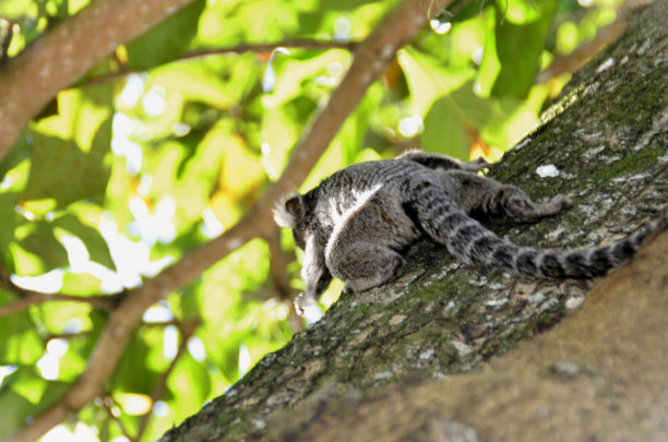 marmoset