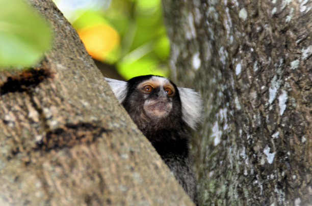 marmoset