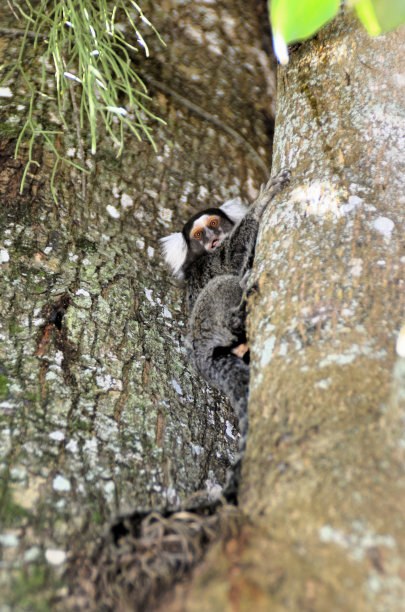 marmoset