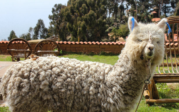 llama