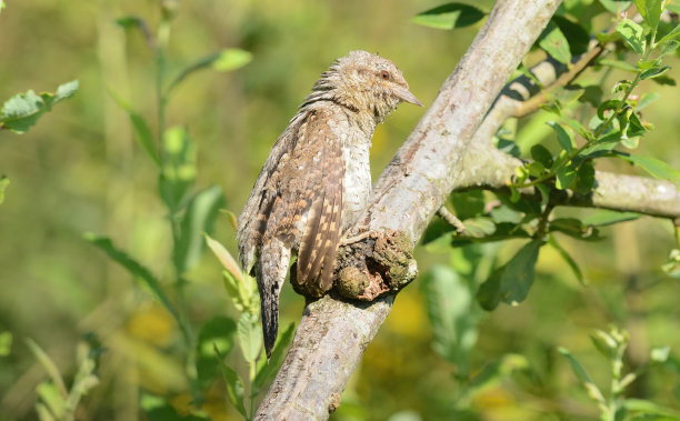 perched