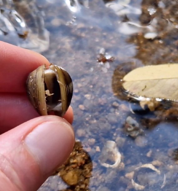 mussels