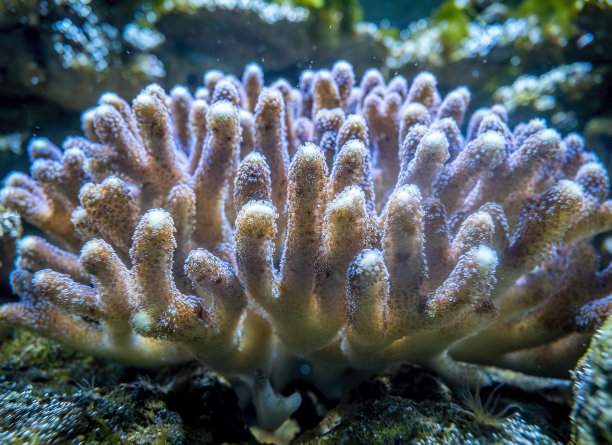 海葵,珊瑚,热带鱼