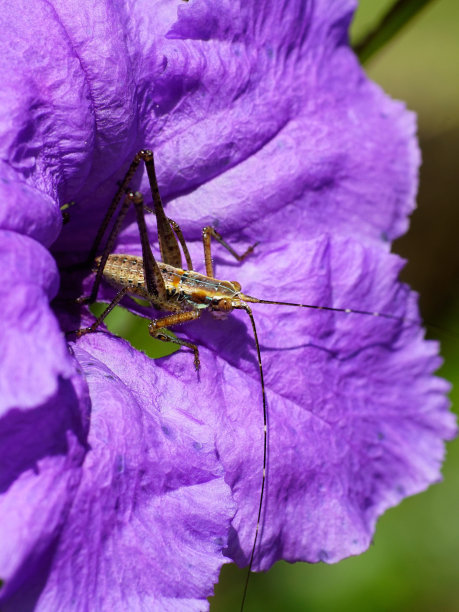 katydid