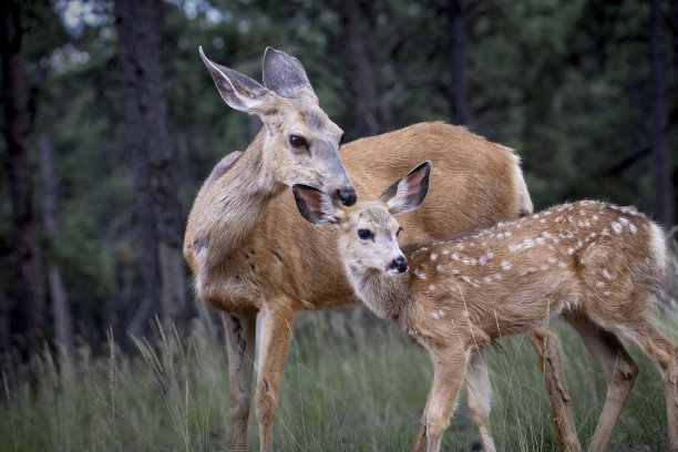 doe