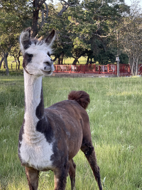 llama