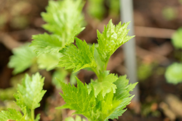 patrinia
