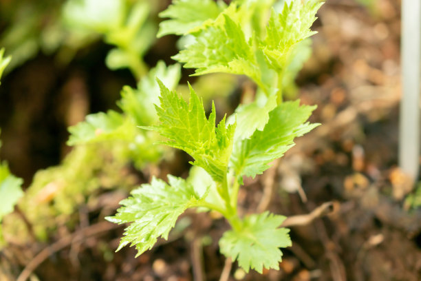 patrinia