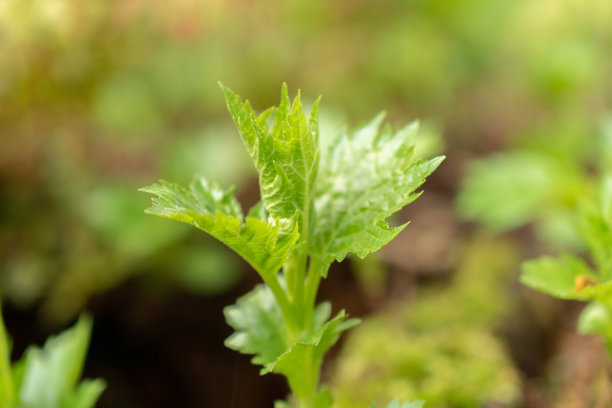 patrinia