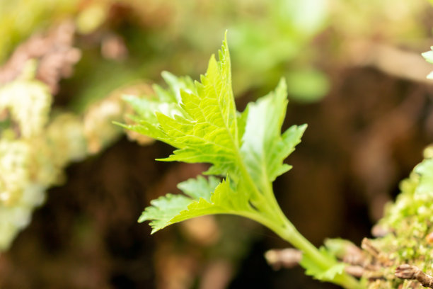 patrinia