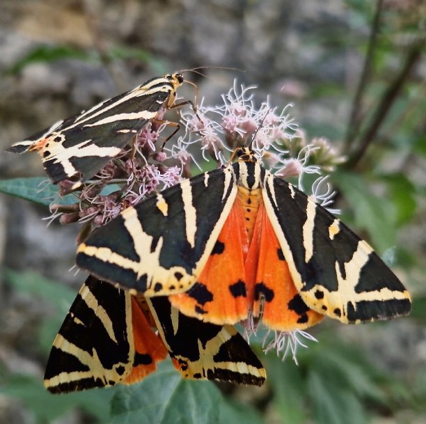 danaus