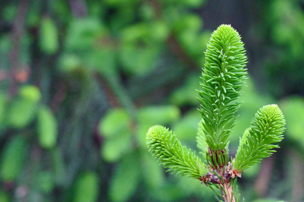 spruce