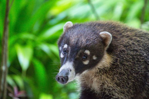 coatimundi