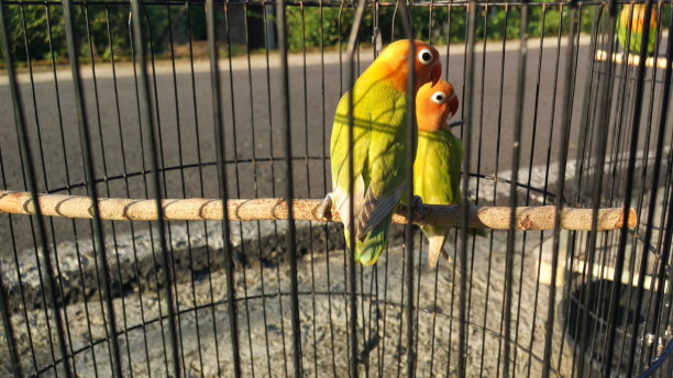 pair