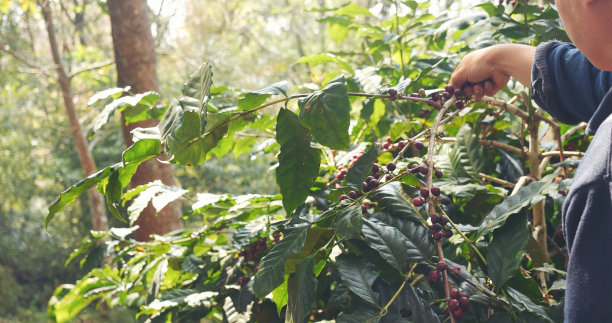 采摘咖啡豆