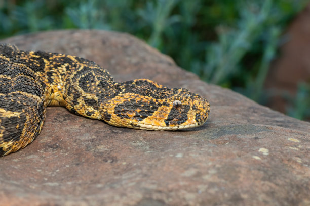 adders