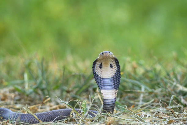 cobra