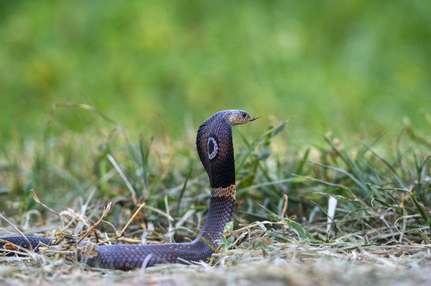 cobra