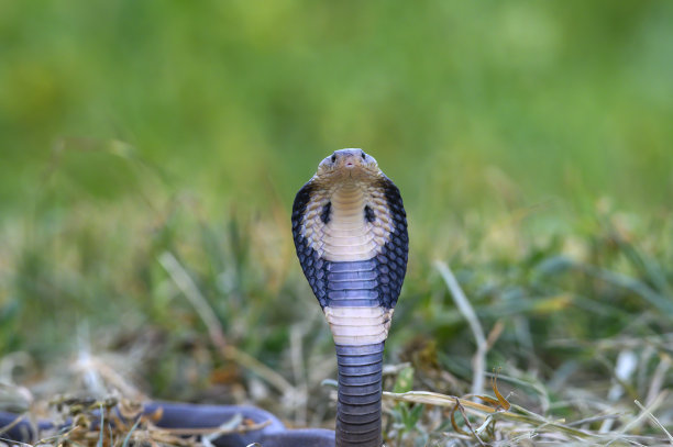 cobra