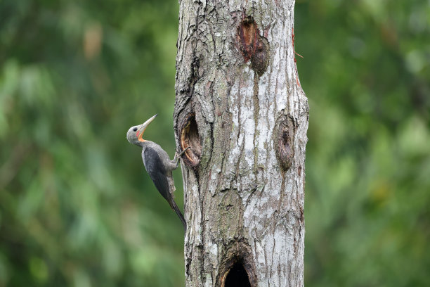 perched