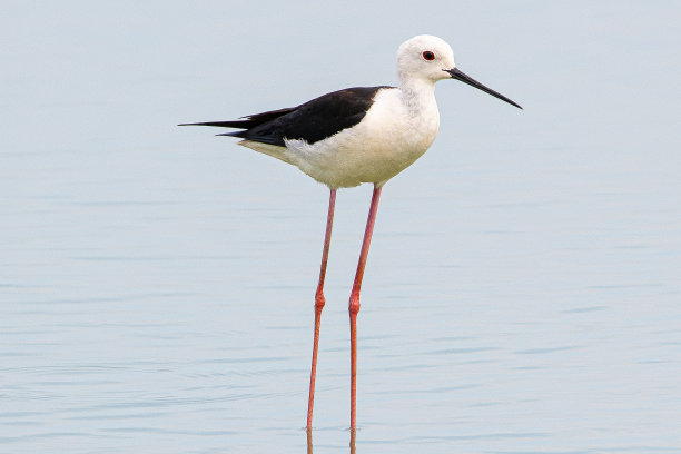 charadriiformes