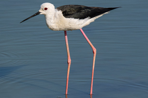 charadriiformes