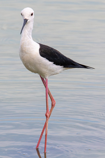 charadriiformes