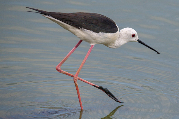 charadriiformes