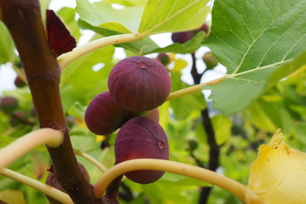 ficus