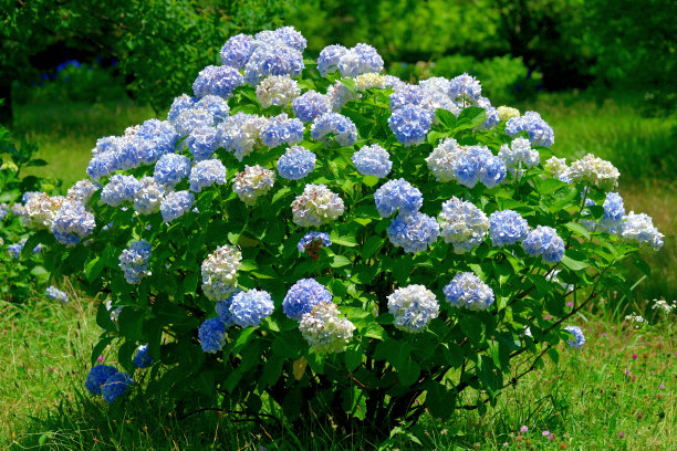 蓝白双色花
