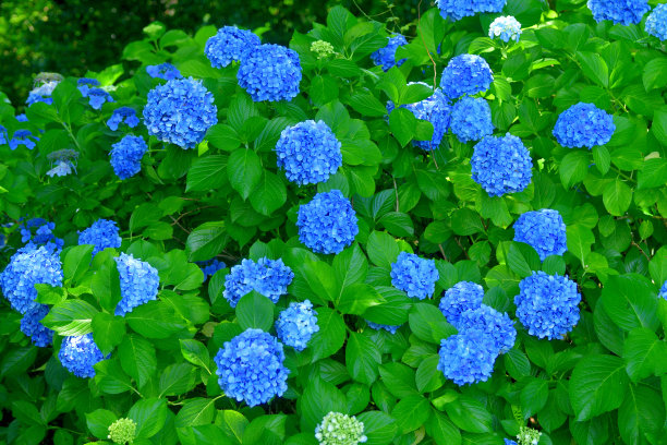 蓝白双色花