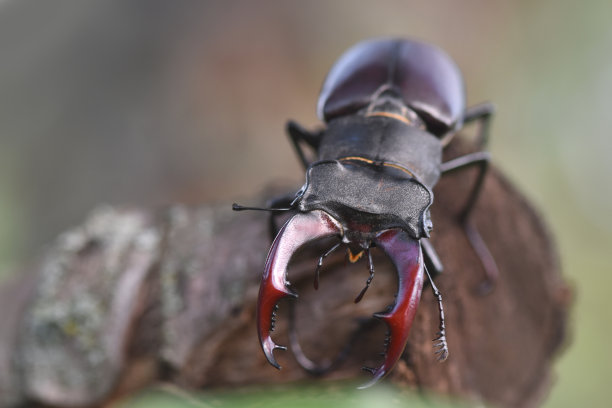 arthropod
