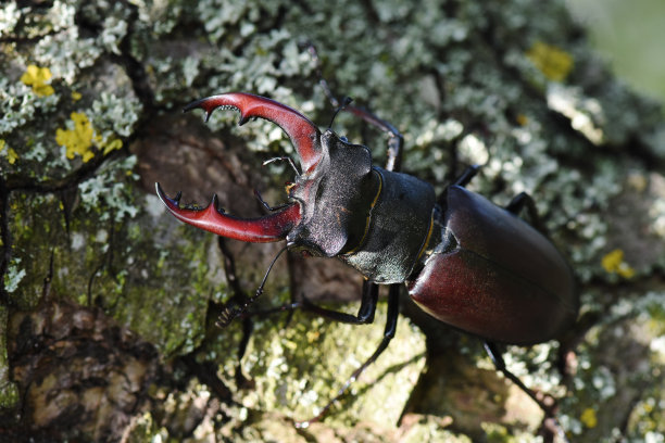 arthropod