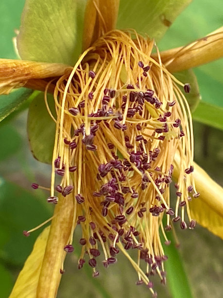 stamens