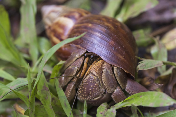 crustacean