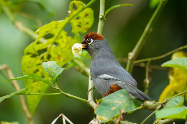 laughingthrush