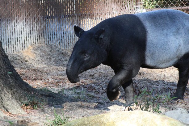 tapir
