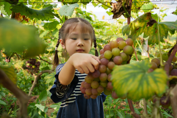 摘葡萄的少女