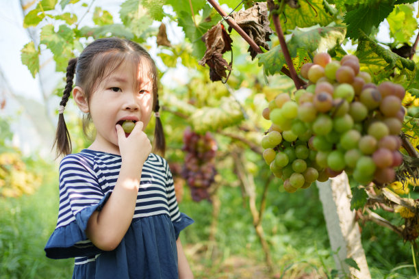 摘葡萄的少女
