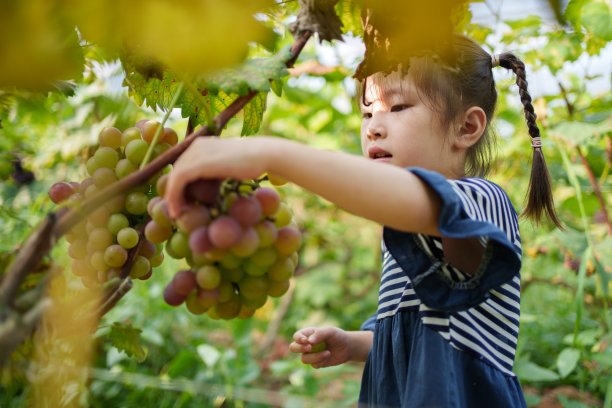 摘葡萄的少女