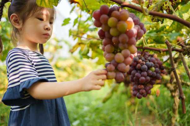 摘葡萄的少女
